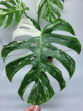 Monstera Variegata Adult