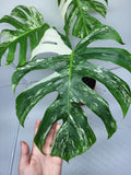 Monstera Variegata Adult