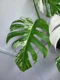 Monstera Variegata Adult