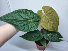 Anthurium Luxurians x Magnificum