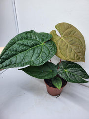 Anthurium Luxurians x Magnificum