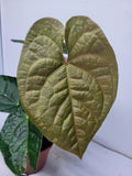 Anthurium Luxurians x Magnificum