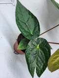 Anthurium Luxurians x Magnificum