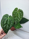 Anthurium Luxurians x Magnificum