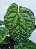 Anthurium Luxurians x Magnificum