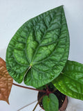 Anthurium Luxurians x Magnificum