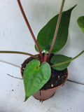 Anthurium Luxurians x Magnificum