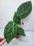 Anthurium Luxurians x Magnificum