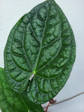 Anthurium Luxurians x Magnificum