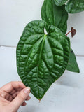 Anthurium Luxurians x Magnificum