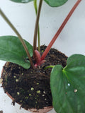 Anthurium Luxurians x Magnificum