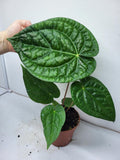 Anthurium Luxurians x Magnificum