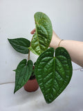 Anthurium Luxurians x Magnificum