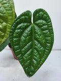 Anthurium Luxurians x Magnificum