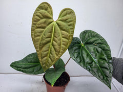 Anthurium Luxurians x Regale