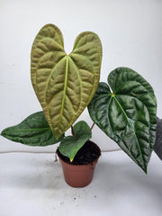 Anthurium Luxurians x Regale