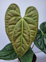 Anthurium Luxurians x Regale