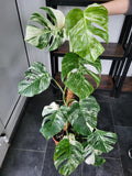 Monstera Variegata Groß