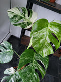 Monstera Variegata Groß