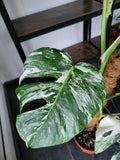 Monstera Variegata Groß