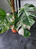 Monstera Variegata Groß