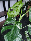 Monstera Variegata Groß