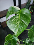 Monstera Variegata Groß