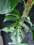 Monstera Variegata Groß