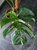 Monstera Variegata Groß