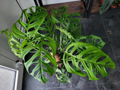 Monstera 'Esqueleto' Epipremnoides Adult