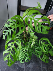 Monstera 'Esqueleto' Epipremnoides Adult