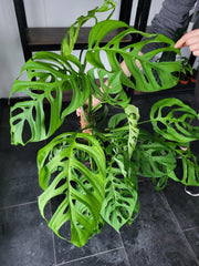 Monstera 'Esqueleto' Epipremnoides Adult