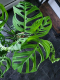 Monstera 'Esqueleto' Epipremnoides Adult