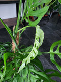 Monstera 'Esqueleto' Epipremnoides Adult