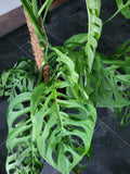 Monstera 'Esqueleto' Epipremnoides Adult