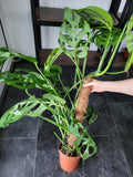 Monstera 'Esqueleto' Epipremnoides Adult