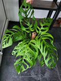 Monstera 'Esqueleto' Epipremnoides Adult