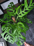 Monstera 'Esqueleto' Epipremnoides Adult