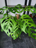 Monstera 'Esqueleto' Epipremnoides Adult