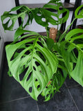 Monstera 'Esqueleto' Epipremnoides Adult