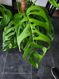 Monstera 'Esqueleto' Epipremnoides Adult