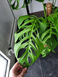 Monstera 'Esqueleto' Epipremnoides Adult