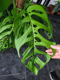 Monstera 'Esqueleto' Epipremnoides Adult