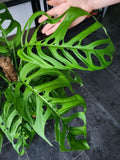 Monstera 'Esqueleto' Epipremnoides Adult