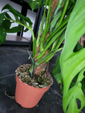 Monstera 'Esqueleto' Epipremnoides Adult