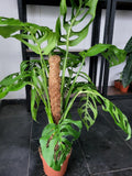 Monstera 'Esqueleto' Epipremnoides Adult