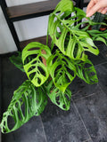 Monstera 'Esqueleto' Epipremnoides Adult