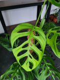 Monstera 'Esqueleto' Epipremnoides Adult