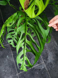 Monstera 'Esqueleto' Epipremnoides Adult