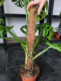 Monstera 'Esqueleto' Epipremnoides Adult